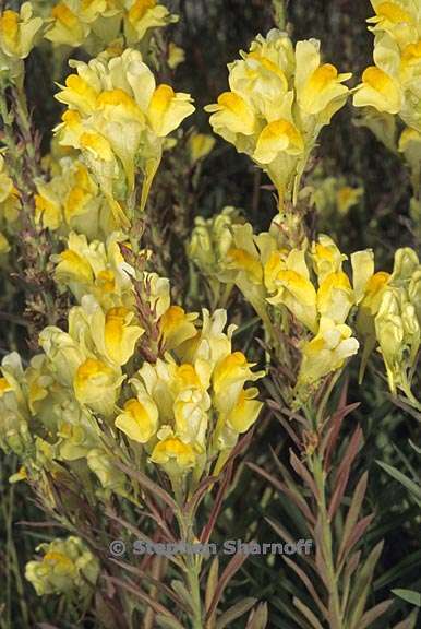 linaria vulgaris 2 graphic